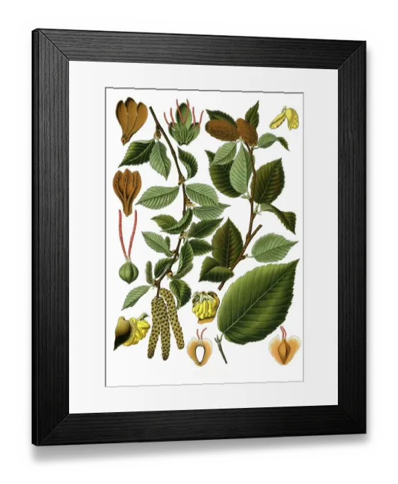Framed Print : Medicinal plant, spice birch (Betula lenta) is a medium-sized deciduous tree of the birch genus in the birch family