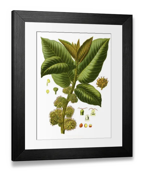 Framed Print : Medicinal plant, Castilla elastica is a tree in the mulberry family from Central America Framed Print : Medicinal plant, Castilla elastica is a tree in the mulberry family from Central America