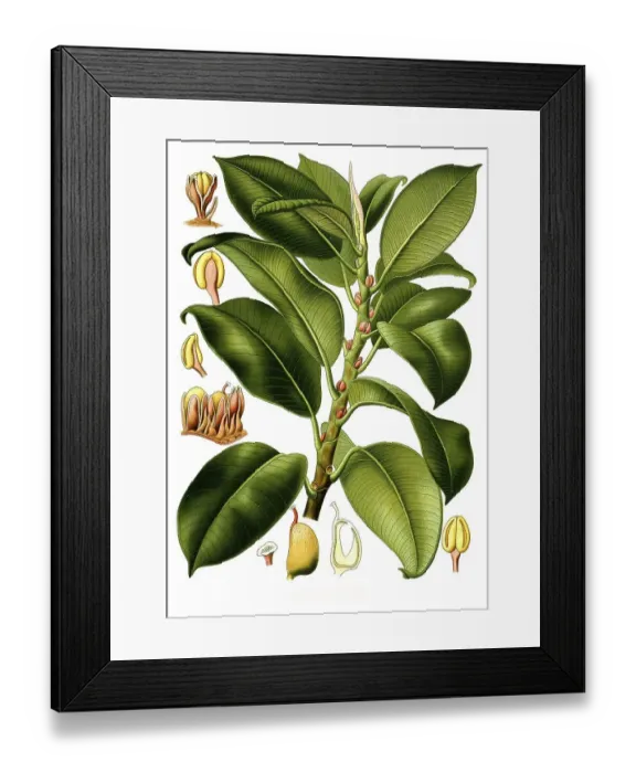 Framed Print : Medicinal plant, gum tree (Urostigma elasticum)