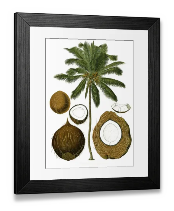 Framed Print : Medicinal plant, coconut palm (Cocos nucifera) or coconut palm is a tropical palm plant on which the coconut grows Framed Print : Medicinal plant, coconut palm (Cocos nucifera) or coconut palm is a tropical palm plant on which the coconut grows