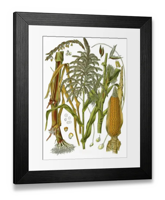 Framed Print : Medicinal plant, corn (Zea mays) Framed Print : Medicinal plant, corn (Zea mays)