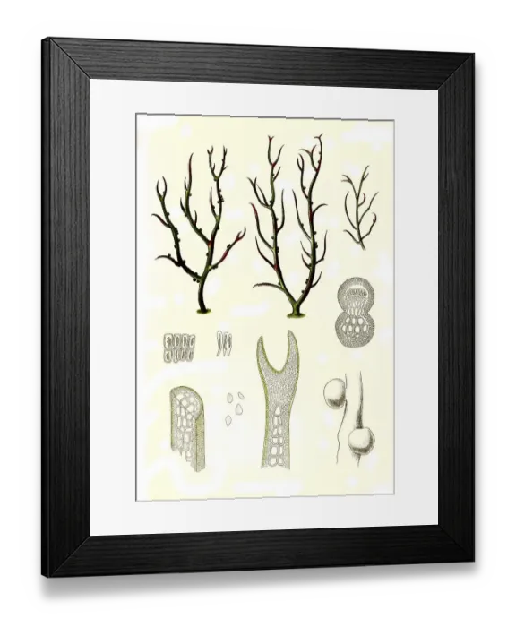 Framed Print : Gracilaria lichenoides greville Framed Print : Gracilaria lichenoides greville