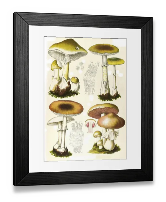 Framed Print : Mushroom, Amanita bulbosa, Yellow Tuberous Leaf Mushroom