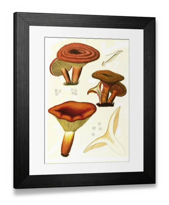 Framed Print : Mushroom, birch milkling (Lactarius torminosus) (top)