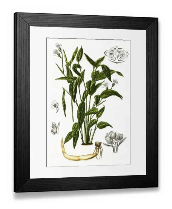 Framed Print : Maranta arundinacea is a useful plant