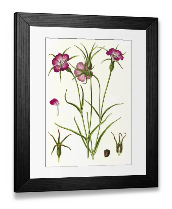 Framed Print : Medicinal plant, common corncockle (Agrostemma githago) or corn radish