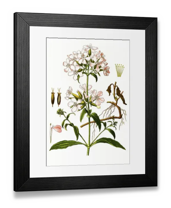 Framed Print : Medicinal plant, common soap root (Saponaria officinalis) Framed Print : Medicinal plant, common soap root (Saponaria officinalis)