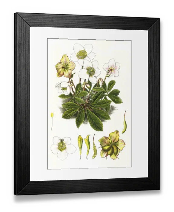 Framed Print : Medicinal plant, snow rose, usually called Christmas rose (Helleborus niger) or christmas rose