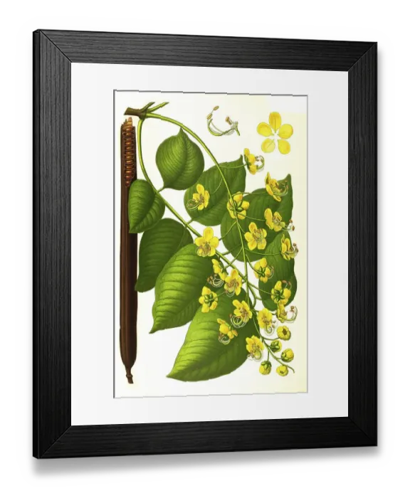 Framed Print : Medicinal plant, tubular cassia or tubular cassia
