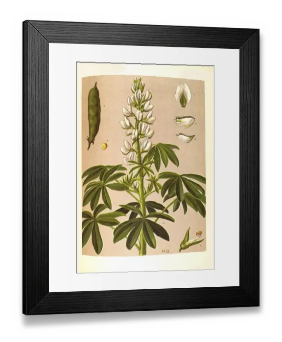 Framed Print : Medicinal plant, white lupin (Lupinus albus)