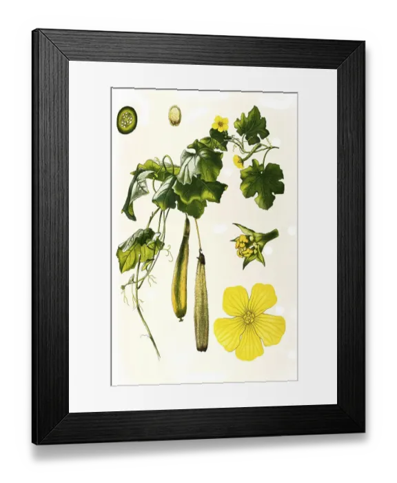 Framed Print : Medicinal plant, dishrag gourd (Luffa aegyptiaca) (Cucurbitaceae) Framed Print : Medicinal plant, dishrag gourd (Luffa aegyptiaca) (Cucurbitaceae)