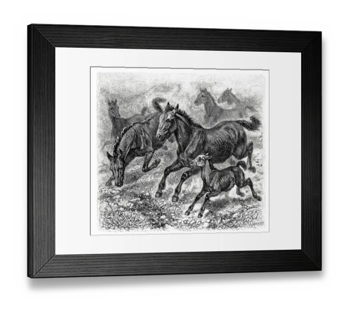 Framed Print : Tarpan, a species of the horse (Equus ferus) genus extirpated in the 18th and 19th centuries