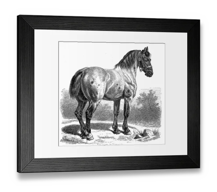 Framed Print : Percheron is a breed of cold-blooded horse from the Perche region in north-western France