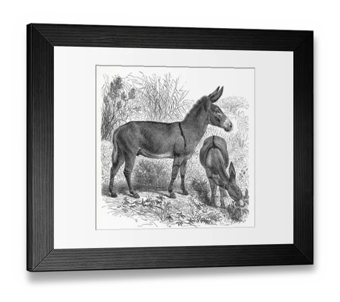 Framed Print : Steppe ass, Nubian wild ass (Equus asinus africanus)