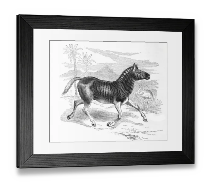 Framed Print : Quagga (Equus quagga quagga), is an extinct form of zebra