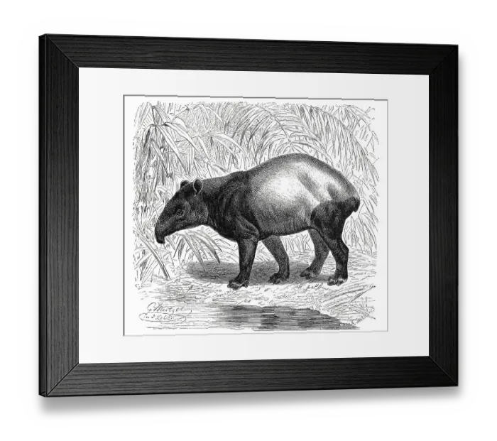 Framed Print : Malayan tapir, also called Asian tapir Framed Print : Malayan tapir, also called Asian tapir