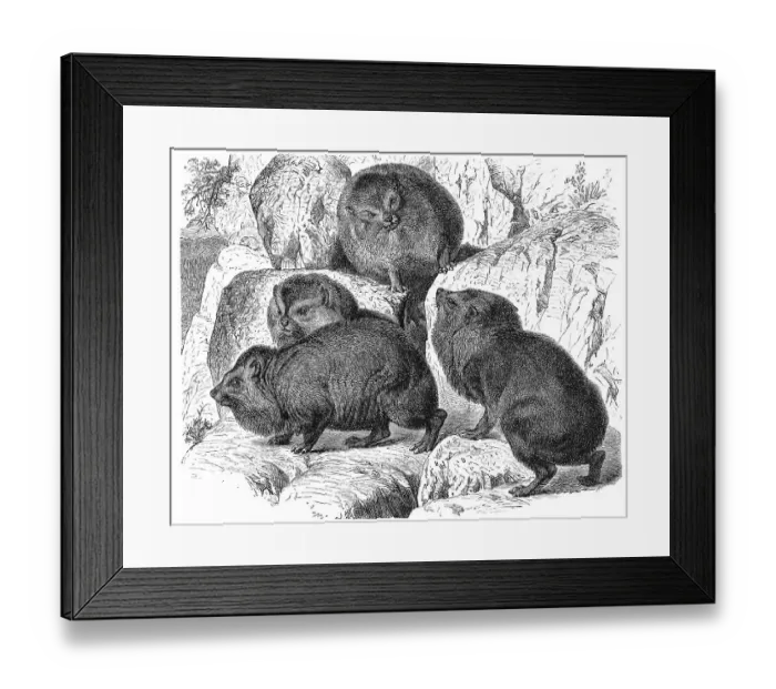 Framed Print : Ushkoko, Abyssinian Rock Hyrax Framed Print : Ushkoko, Abyssinian Rock Hyrax