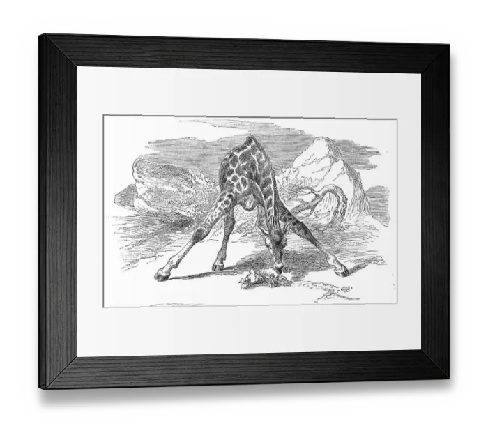 Framed Print : Rothschild's giraffe (Giraffa camelopardalis rothschildi) Framed Print : Rothschild's giraffe (Giraffa camelopardalis rothschildi)