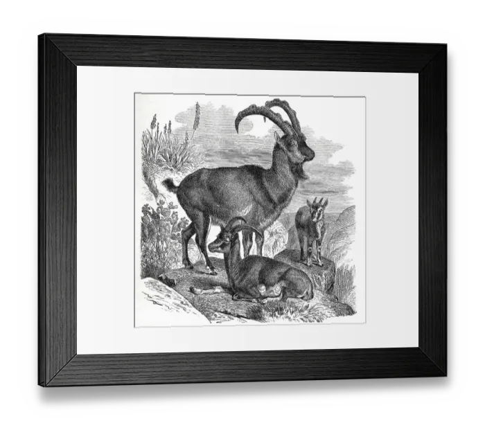 Framed Print : Wild goat (Capra aegagrus), is a species of mammal from the horned bearer family