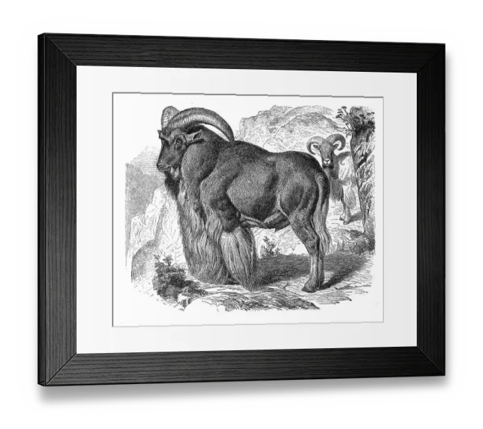 Framed Print : Barbary sheep (Ammotragus lervia) Framed Print : Barbary sheep (Ammotragus lervia)