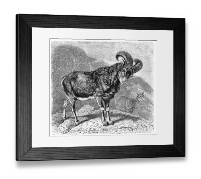 Framed Print : European mouflon (Ovis aries musimon) syn