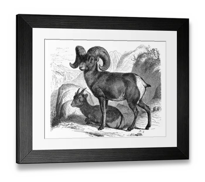 Framed Print : American Mountain wild sheep (Ovis) Montana Framed Print : American Mountain wild sheep (Ovis) Montana