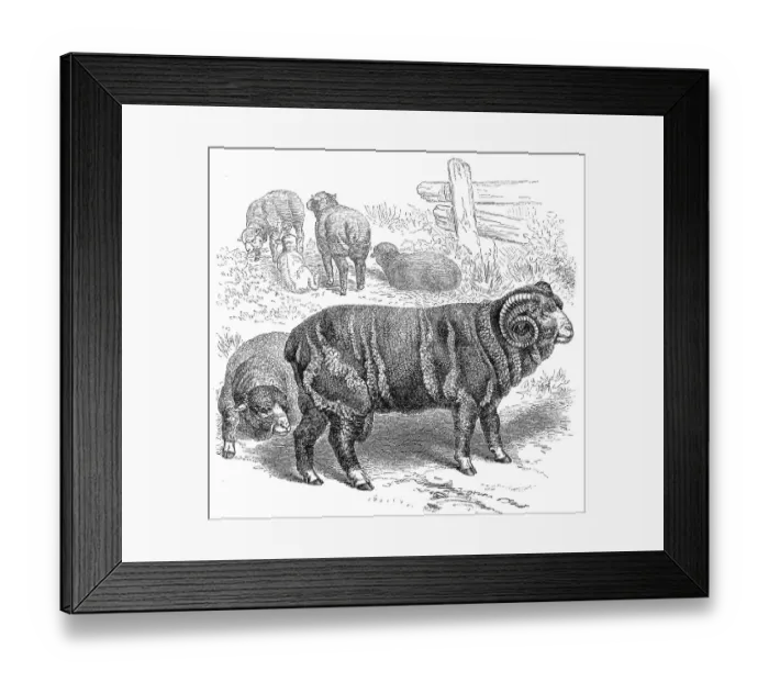 Framed Print : Merino domestic sheep (Ovis aries) hispanica