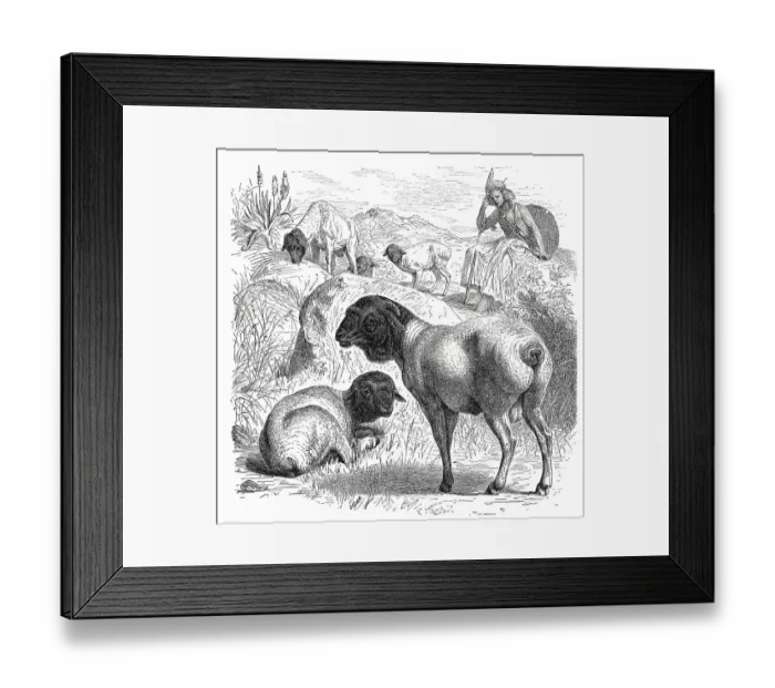 Framed Print : German black-headed meat domestic sheep (Ovis aries) or black-headed sheep steatopyga persica Framed Print : German black-headed meat domestic sheep (Ovis aries) or black-headed sheep steatopyga persica