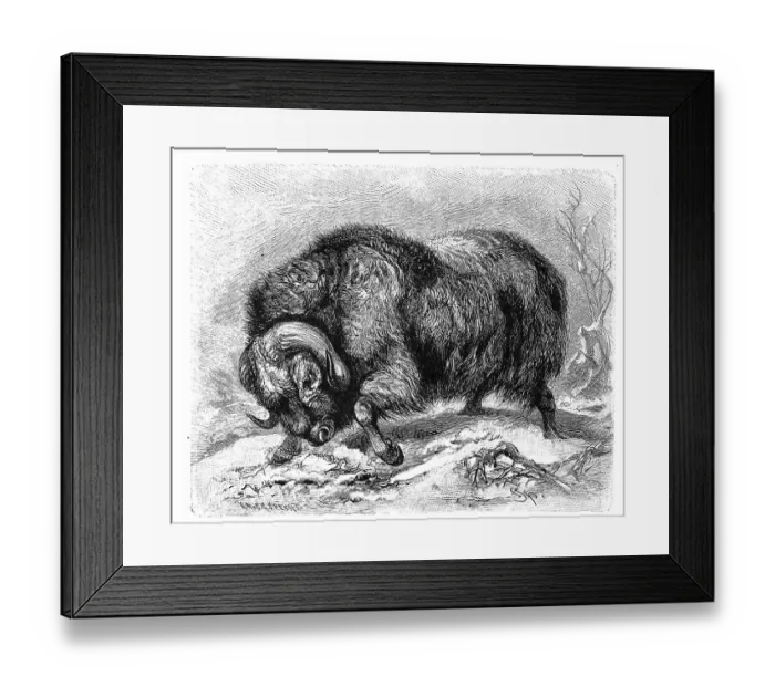 Framed Print : Musk ox (Ovibos moschatus), also known as musk ox or sheep ox