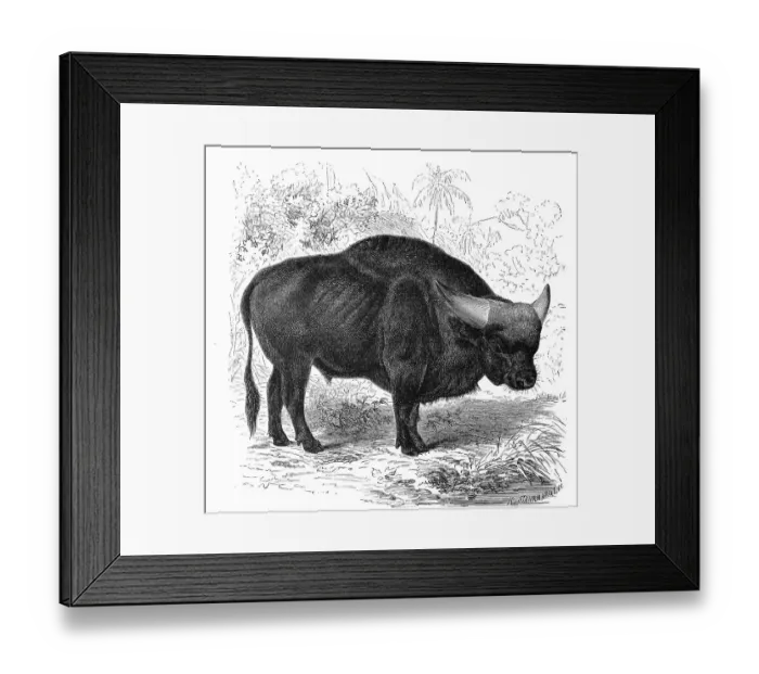 Framed Print : The gaur (Bos gaurus), common in South and Southeast Asia Framed Print : The gaur (Bos gaurus), common in South and Southeast Asia