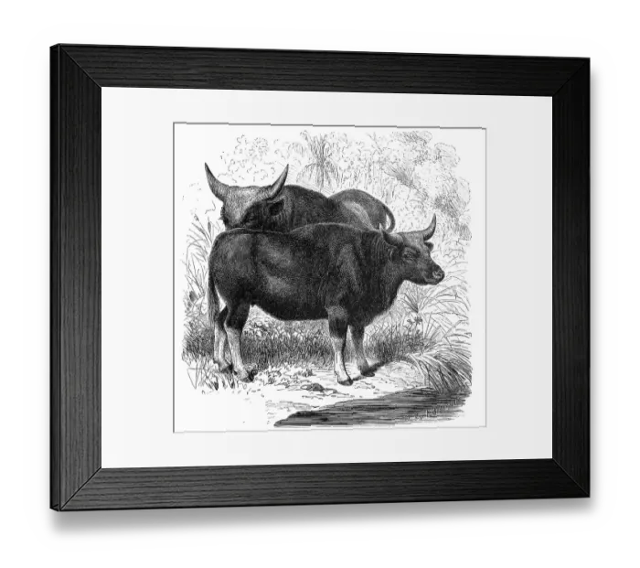Framed Print : The gaur (Bos gaurus), common in South and Southeast Asia
