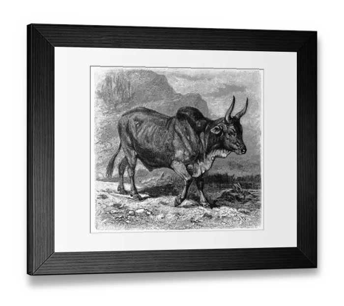 Framed Print : Sanga, Bos africanus, Sanga cattle is the collective term for indigenous cattle in sub-Saharan Africa