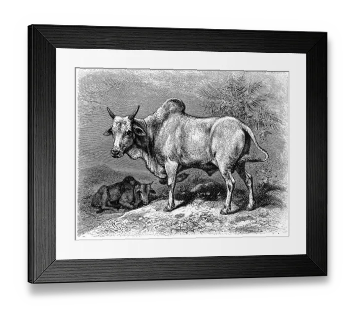 Framed Print : Zebu or brahma cattle (Bos indicus)