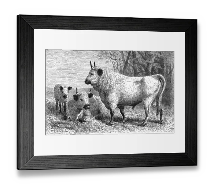Framed Print : Park cattle, The cattle from England called White Park cattle or English Park cattle