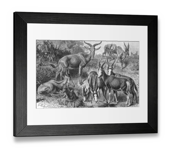 Framed Print : Hartebeest, Tora, Buntbock, Blaessbock Framed Print : Hartebeest, Tora, Buntbock, Blaessbock