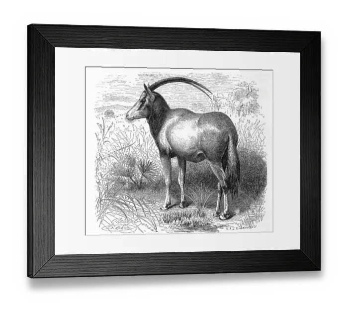 Framed Print : Scimitar oryx (Oryx dammah), species of oryx once native to the Sahara Framed Print : Scimitar oryx (Oryx dammah), species of oryx once native to the Sahara
