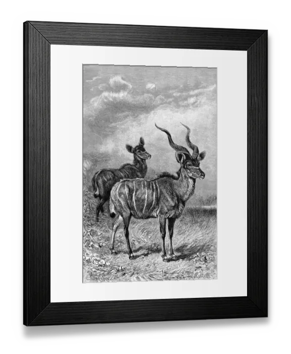 Framed Print : Lesser kudu (Ammelaphus imberbis)