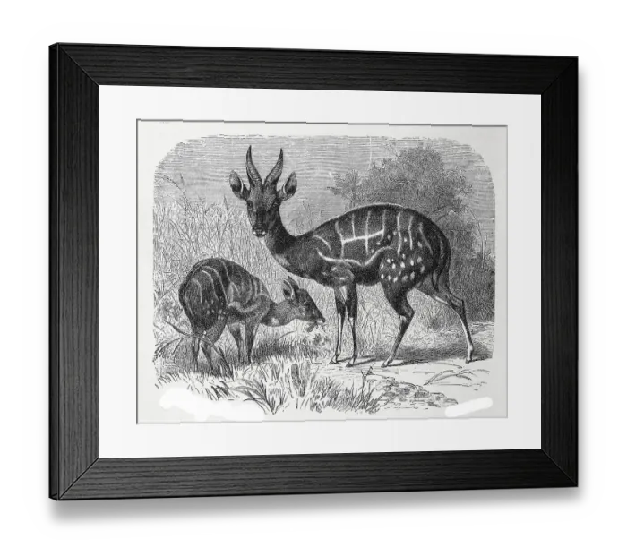 Framed Print : Shirring Antelope, Bushbuck (Tragelaphus scriptus) Framed Print : Shirring Antelope, Bushbuck (Tragelaphus scriptus)