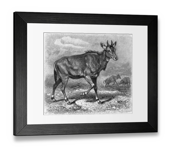 Framed Print : Nilgai (Boselaphus tragocamelus) or Nilgai antelope