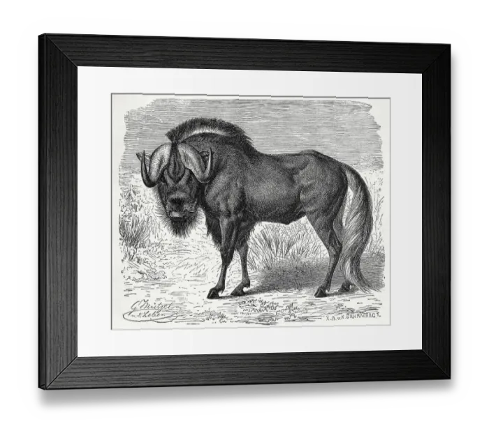 Framed Print : Wildebeests (Connochaetes), the individual animal the wildebeest
