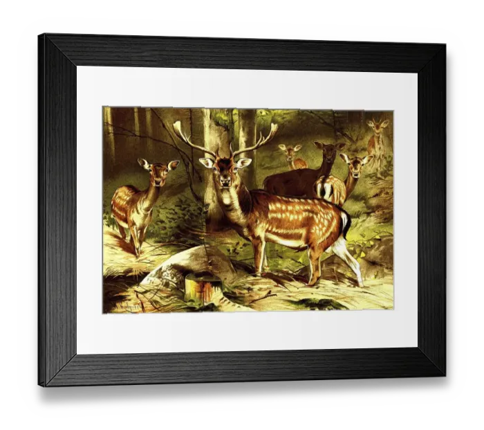Framed Print : Fallow deer (Dama dama), Fallow deer Framed Print : Fallow deer (Dama dama), Fallow deer