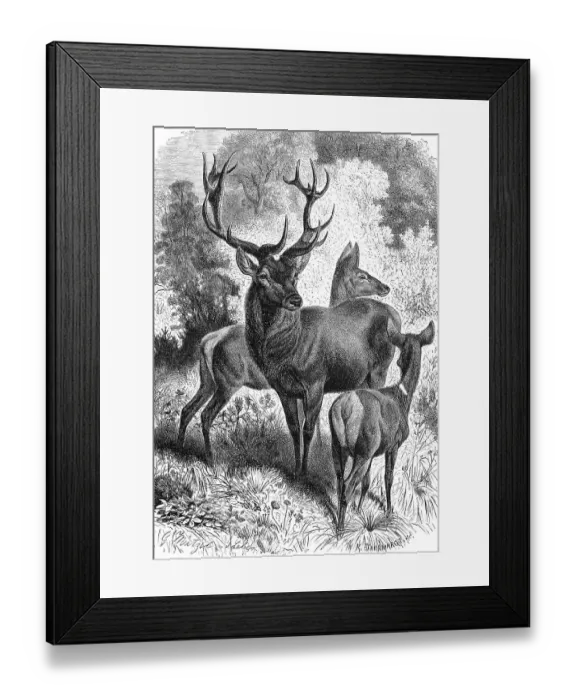 Framed Print : Red deer (Cervus elaphus), red deer