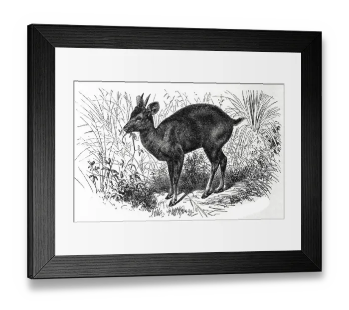 Framed Print : Paraguayan big mazama, Mazama rufa