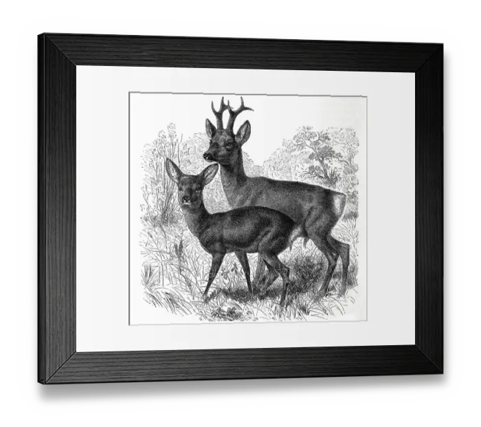 Framed Print : European roe deer (Capreolus) and roebuck capraea Framed Print : European roe deer (Capreolus) and roebuck capraea