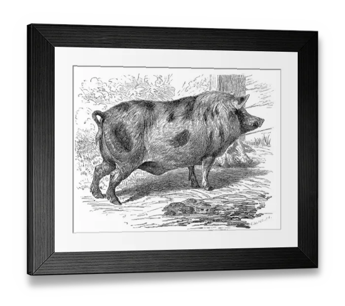 Framed Print : Berkshire pig, a breed of pig from Great Britain Framed Print : Berkshire pig, a breed of pig from Great Britain