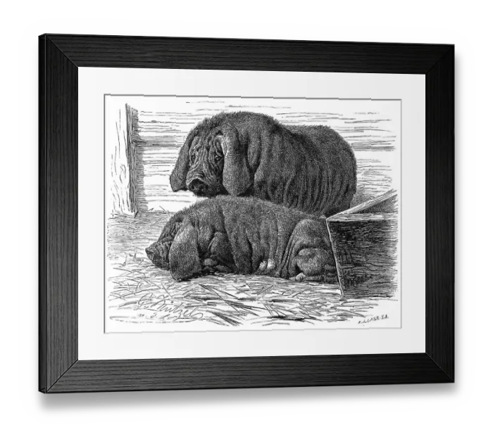 Framed Print : Wild boar (Sus scrofa) f. domestica