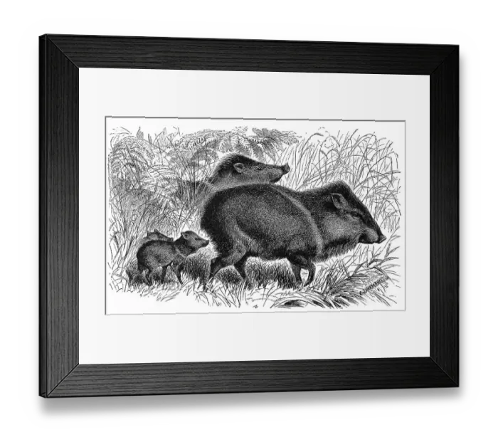 Framed Print : White-lipped peccary (Tayassu pecari) Framed Print : White-lipped peccary (Tayassu pecari)