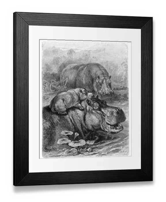 Framed Print : Hippopotamus (Hippopotamus amphibius)