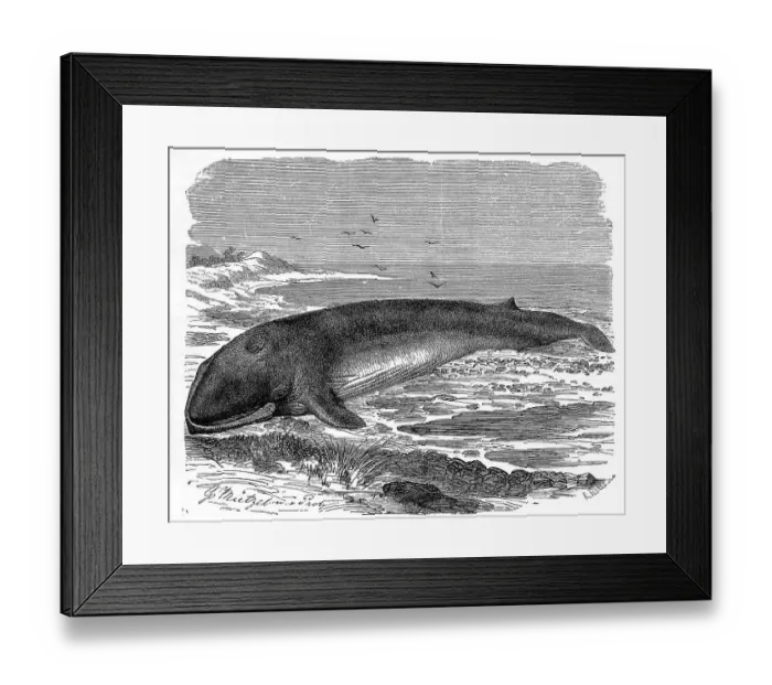 Framed Print : Fin whale (Balaenoptera physalus) Framed Print : Fin whale (Balaenoptera physalus)