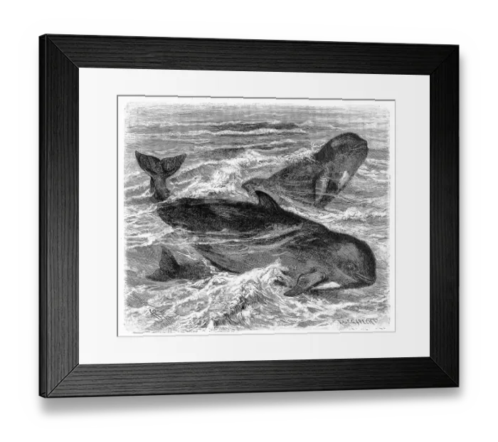 Framed Print : Long-finned pilot whale (Globicephala melas)